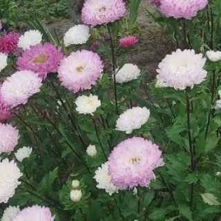 CÚC KIM CƯƠNG HỒNG