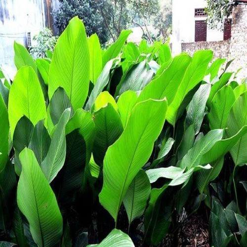 CÂY GIỐNG LÁ DONG GÓI BÁNH Chất Lượng 981SP