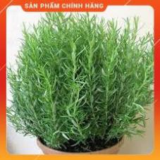 HẠT GIỐNG HOA HƯƠNG THẢO GÓI 20H