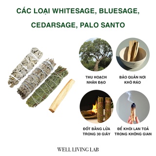 Tổng hợp các Bó lá xô thơm