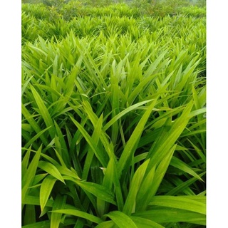 lá nếp cẩm tươi (lá dứa hương)