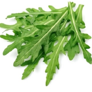 Rau xà lách rocket Arugula nấu ăn,giâm cành bó khoảng 100g/500g