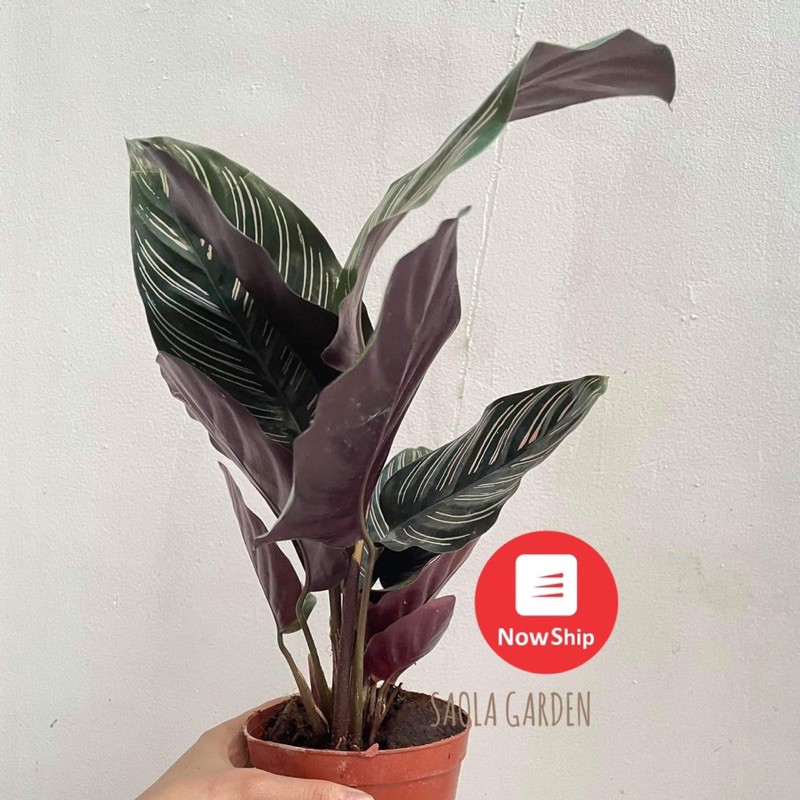 Cây Đuôi công tím sọc trắng - Calathea Ornata - Cây cảnh để bàn nội thất văn phòng