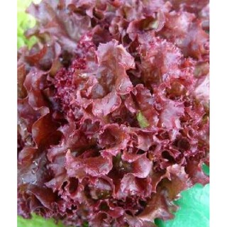 Hạt giống XÀ LÁCH XOĂN TÍM