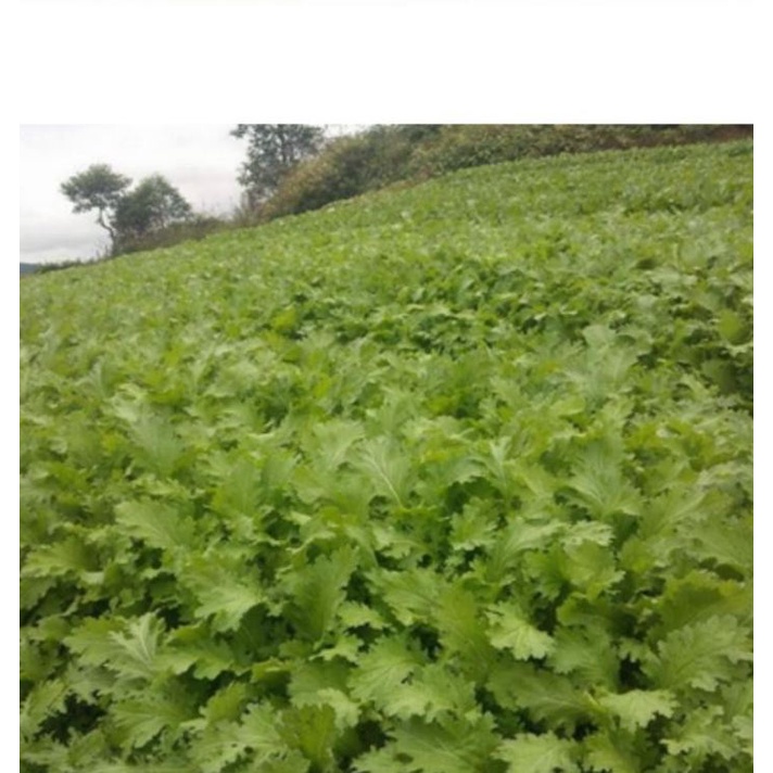 Gói 1kg Hạt giống rau cải mèo Hà Giang- gói 1kg
