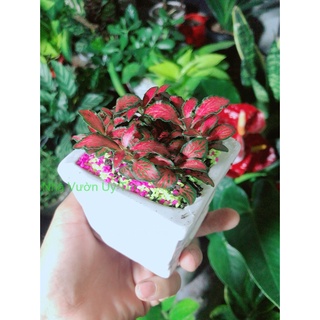 Chậu Cây Cẩm Nhung (lá may mắn) Màu Đỏ