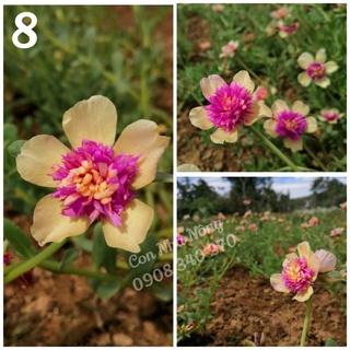 3 cành sam kép cánh kem nhị hồng