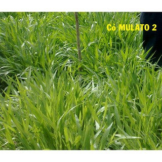 Hạt Giống Cỏ Chăn Nuôi MULATO II 100g - cỏ chịu lạnh chịu hạn tốt