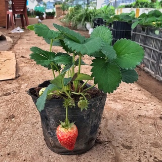 Cây dâu tây - dâu tây Hana, chiều cao 15cm, cây dâu chịu nhiệt quả siêu ngọt thích hợp trồng sân vườn trang trí