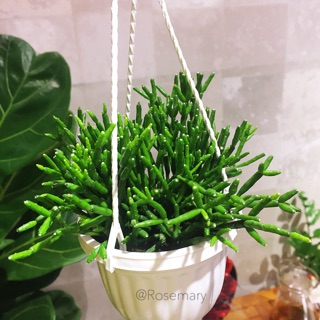 Cây Gạc Nai/Sừng Nai chậu treo