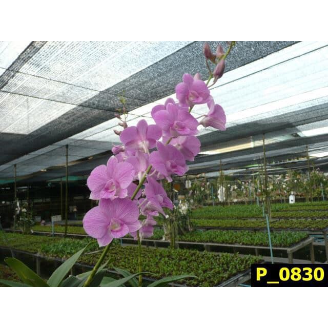 cây giống lan dendro hồng sọc