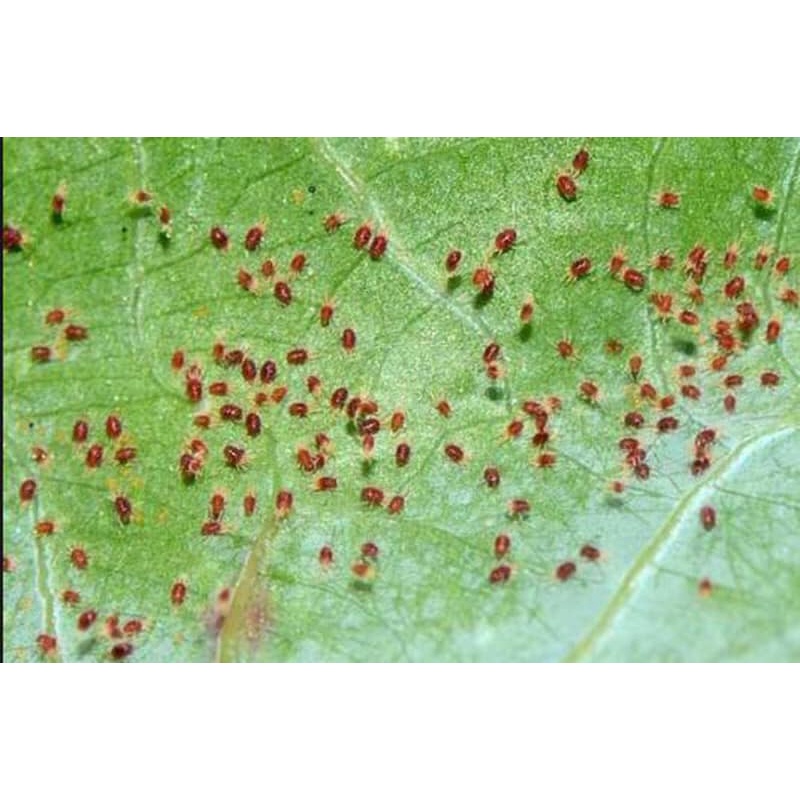 KUMULUS 80WG – THUỐC ĐẶC TRỊ BỆNH PHẤN TRẮNG, GHẺ SẸO CHO CÂY TRỒNG