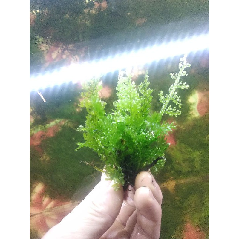 [FREESHIP] Cây thủy sinh: Dương xỉ lá nho.