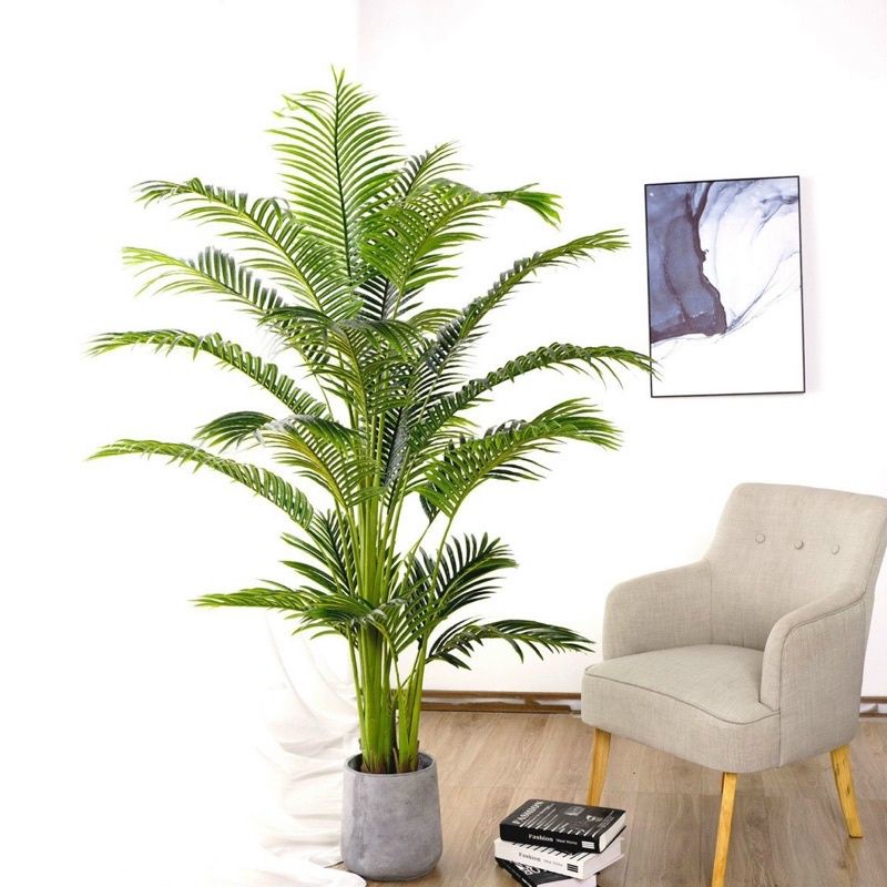 Cây giả - Cây dừa cảnh cao 1.55met - 1,8m - trang trí nhà cửa - cây giống thật.