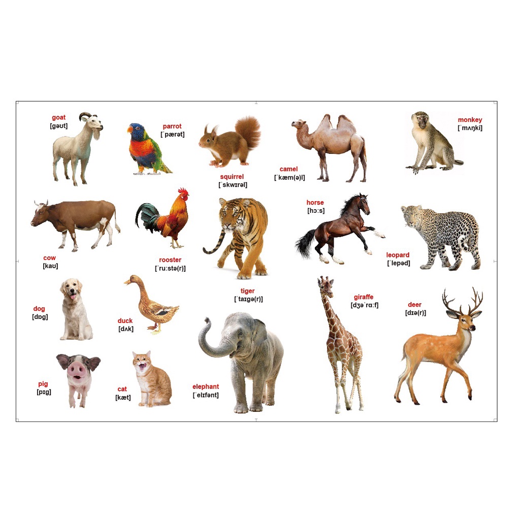 Tranh dán tường cho bé phòng ngủ Vườn Thú Tiếng Anh 5