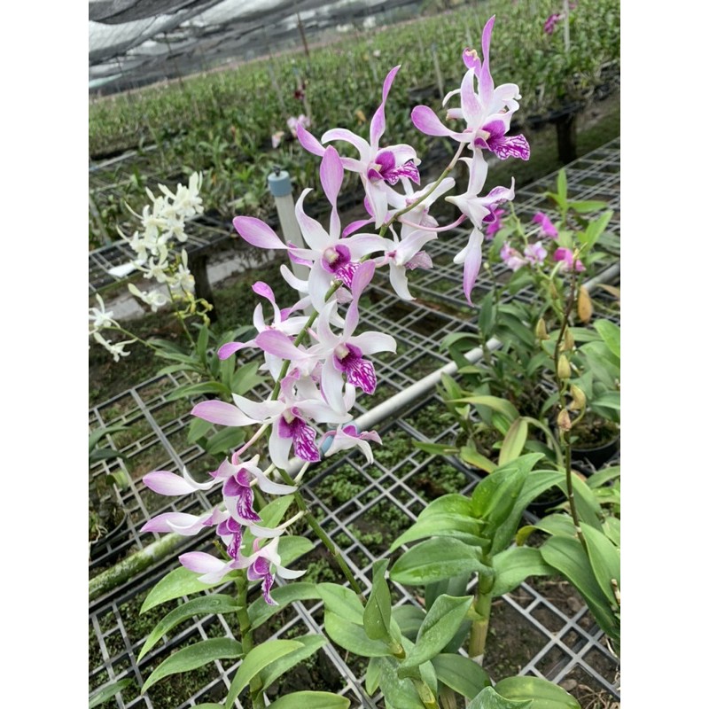 Lan Nắng Urawan hồng cây đang nụ