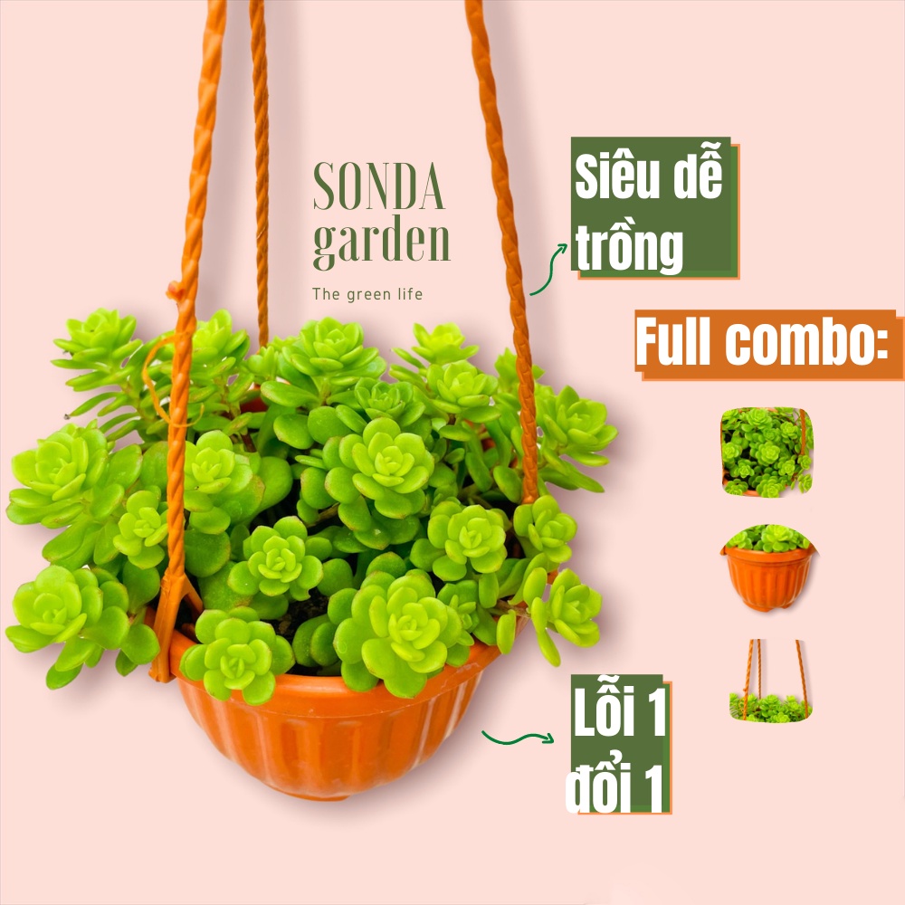 Sen đá sedum hoa hồng xanh SONDA GARDEN trồng chậu treo đường kính 9cm, cây cảnh trang trí nhà cửa, lỗi 1 đổi 1