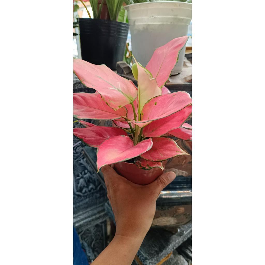 cây vạn lộc phong thủy tên tiếng anh aglaonema rotundum pink