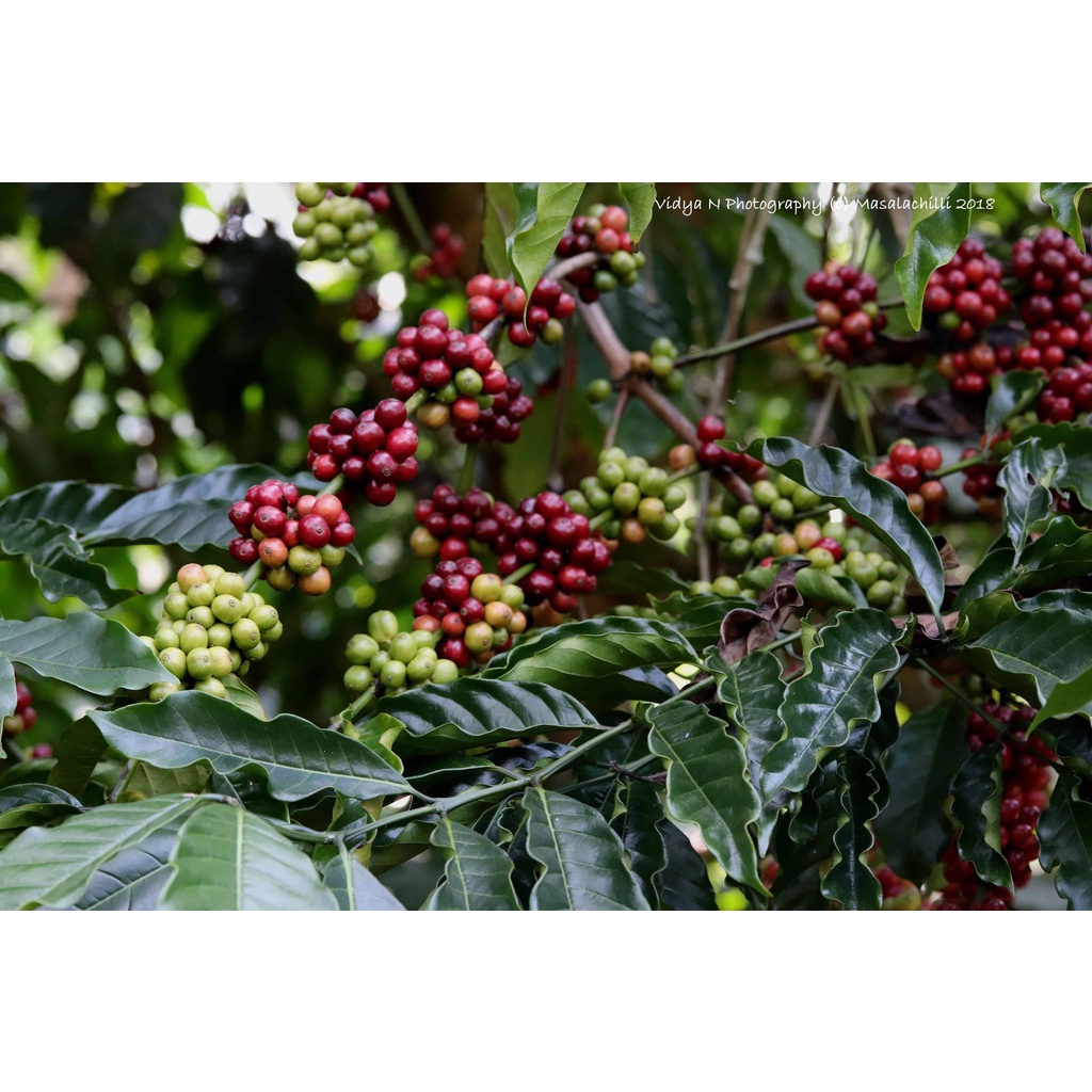 [GÓI 250Gram] Cà phê ROBUSTA truyền thống-Natural rang mộc 100% pha phin vị đắng đậm thơm nồng truyền thống |Faos Coffee