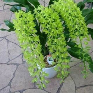 Hoa phong lan vũ nữ hoàng hậu xanh chậu to