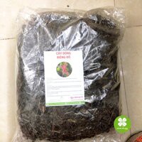 1kg Cây Dong Riềng Đỏ sấy khô loại thượng hạng DV054