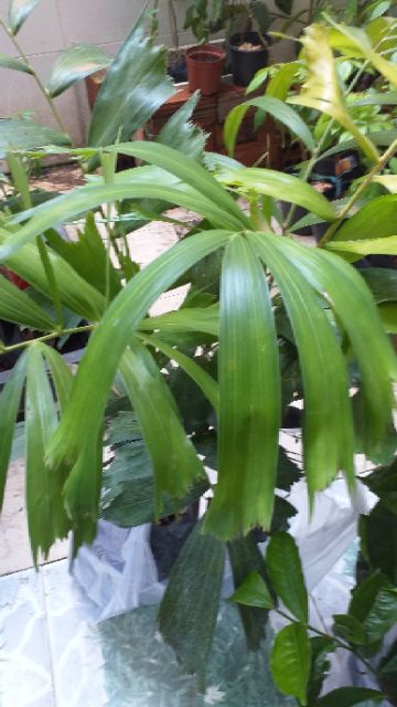 Cây cau đuôi chồn  cao 40cm.