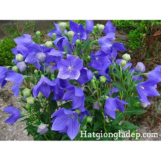 Hạt Giống Hoa Cát Cánh