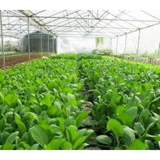 [ Bán chạy ] Hạt giống Cải bẹ Xanh mỡ-20g (tặng kèm 20 hạt Cải Kale Khủng Long)