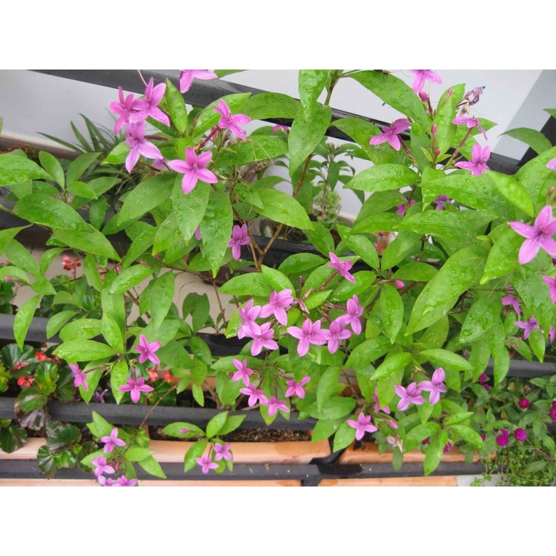 Cây mai chỉ thiên tím