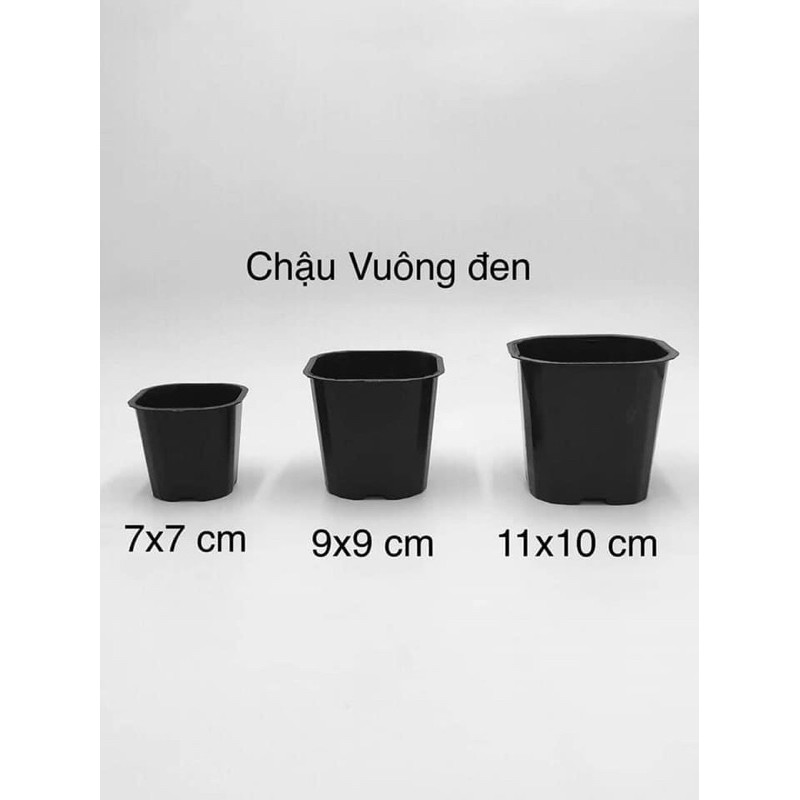 CHẬU NHỰA VUÔNG ĐEN 9x9CM