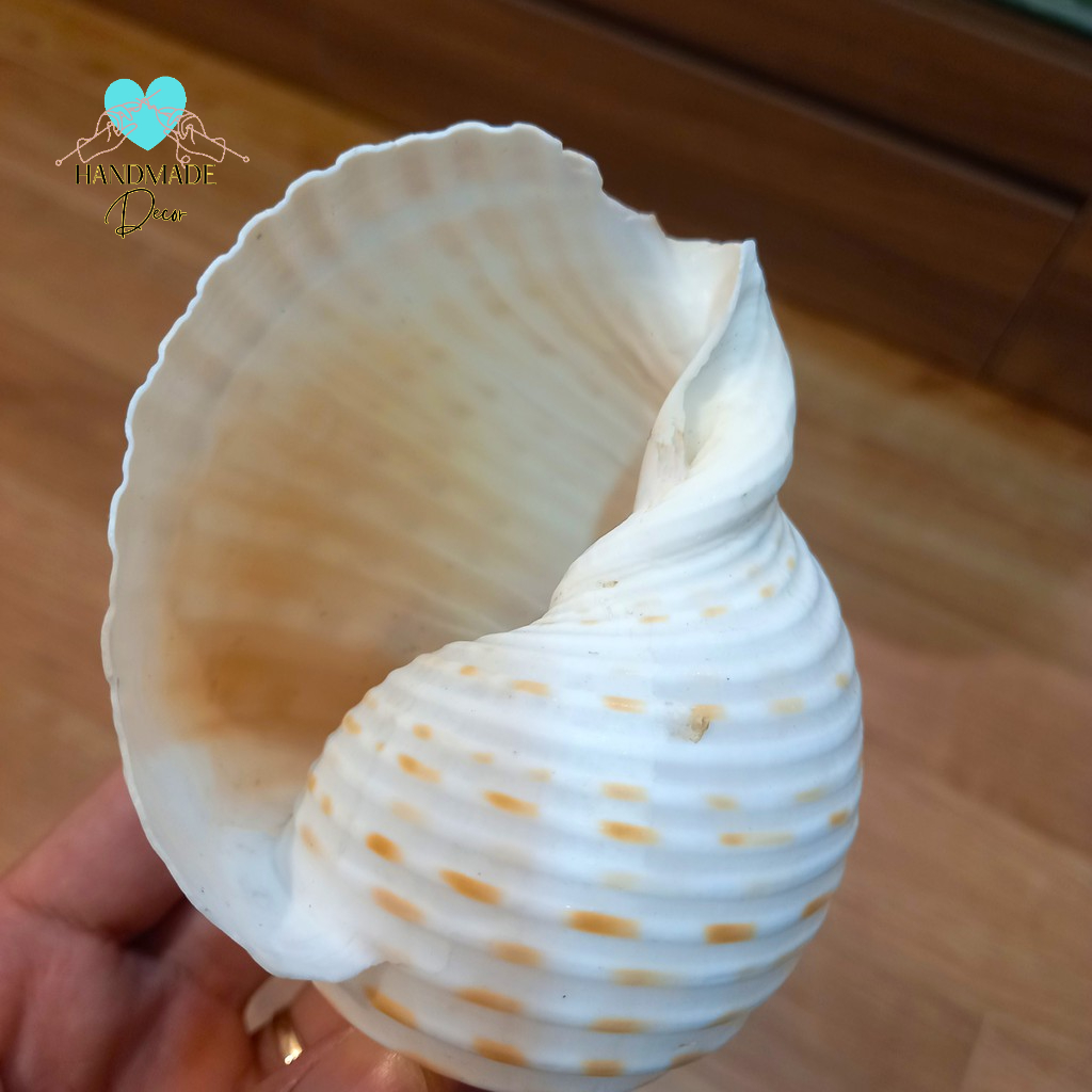 Chậu trồng cây cảnh - chậu cây mini - Sen Đá - Xương Rồng - Hoa nhỏ - Kiểu hình xô -Bằng Vỏ Ốc