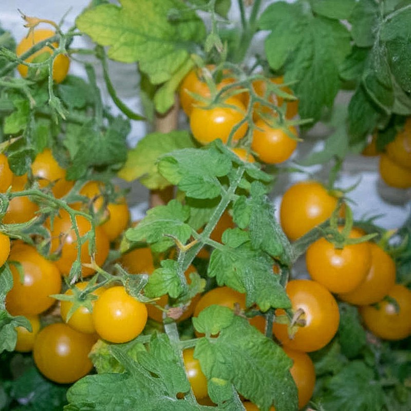 Gói 0.1GR hạt giống Cà Chua Bi Lùn F1 Quả Vàng