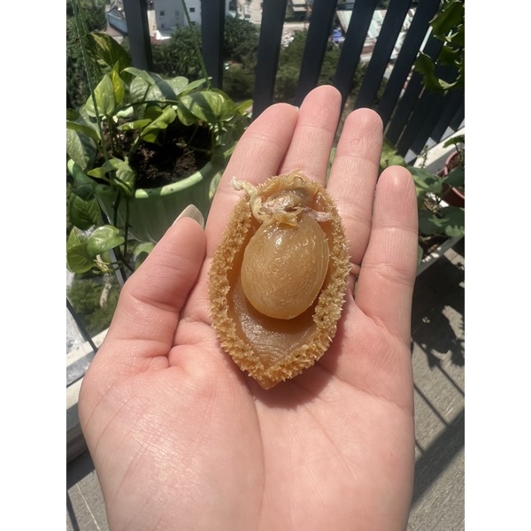 Bào Ngư size khủng