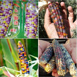 30 Hạt giống ngô nhiều màu - ngô kim cương - Tỉ lệ nảy mầm cao