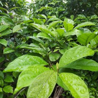 500G XẠ ĐEN HÒA BÌNH HÀNG CHUẨN