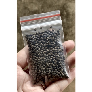 Hạt giống sâm bố chính nảy mầm 90% -10gr-sambochinhdaklaks