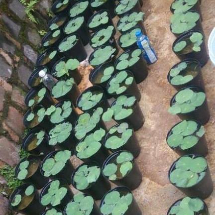 Hạt giống sen mini Nhật Full màu