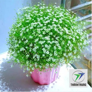 gói 100 hạt giống hoa baby trắng THANH TRUNG