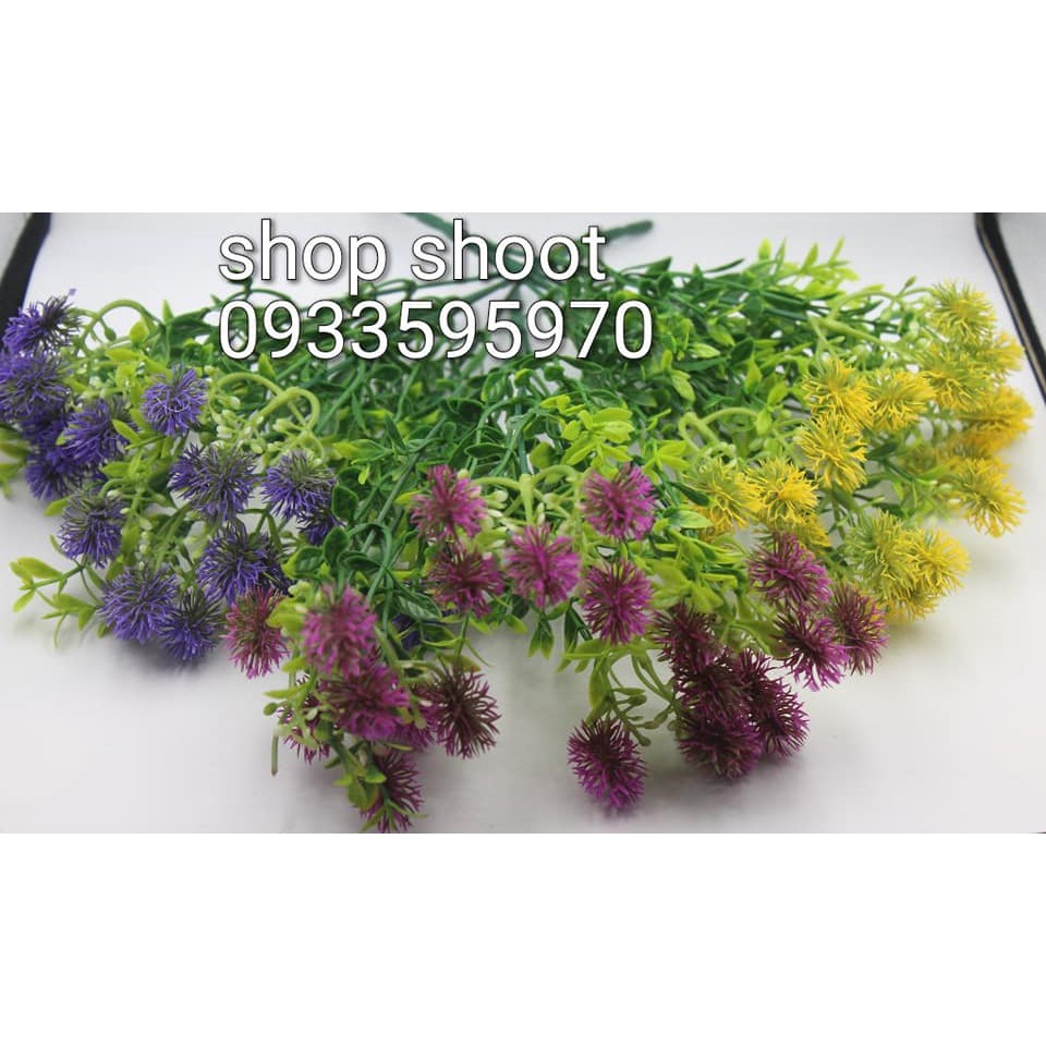 cỏ điểm cành dạng chôm chôm