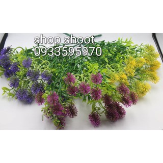 cỏ điểm cành dạng chôm chôm