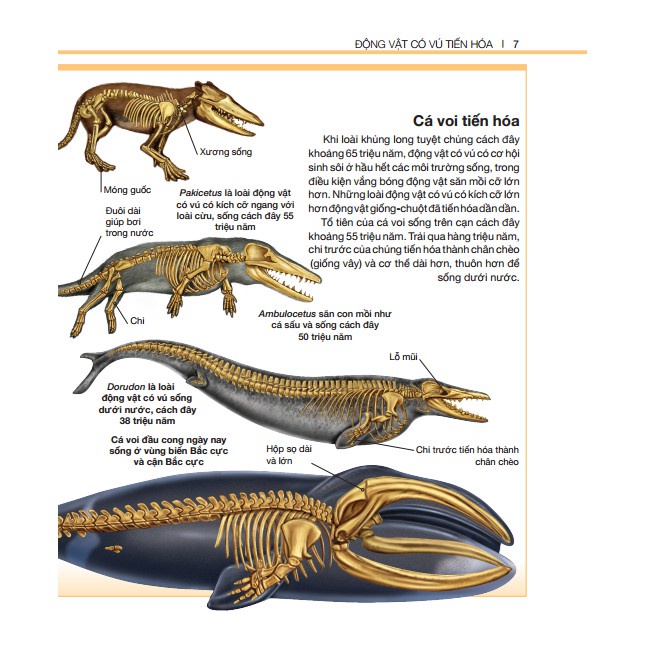 Sách - Bách khoa thiếu nhi động vật có vú (bìa cứng) Tặng Kèm Bookmark