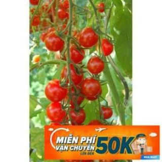 20 Hạt giống Cà chua chery đỏ (tặng gói kích nẩy mầm và hướng dẫn) LuckyseadTG