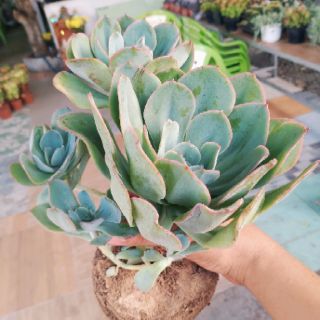 Echeveria Blue Sky cổ thụ