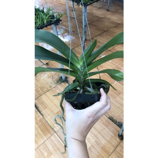 Ngọc điểm nụ tết đủ màu