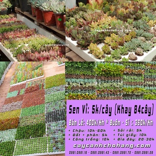 Sen vỉ mini cây trang trí để bàn