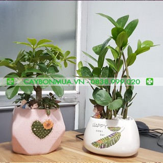 [ Siêu Rẻ ] Cây Kim Tiền mini để bàn - Cây cao 20-30cm - có kèm sỏi và trang trí siêu đẹp
