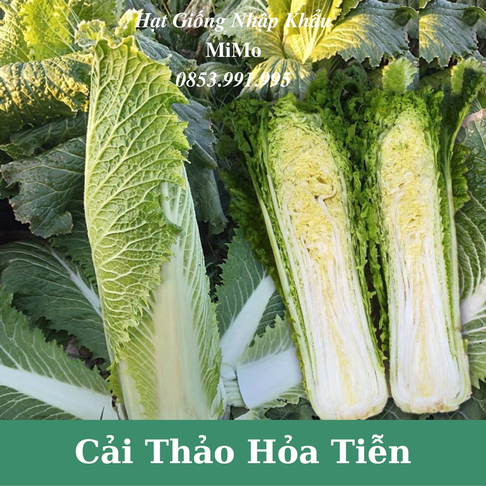 Hạt giống cải thảo hỏa tiễn chịu nhiệt
