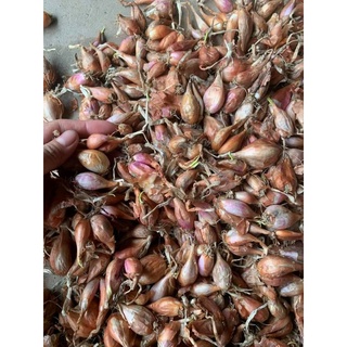 CỦ HÀNH BA CHÀI TRỒNG ĂN LÁ