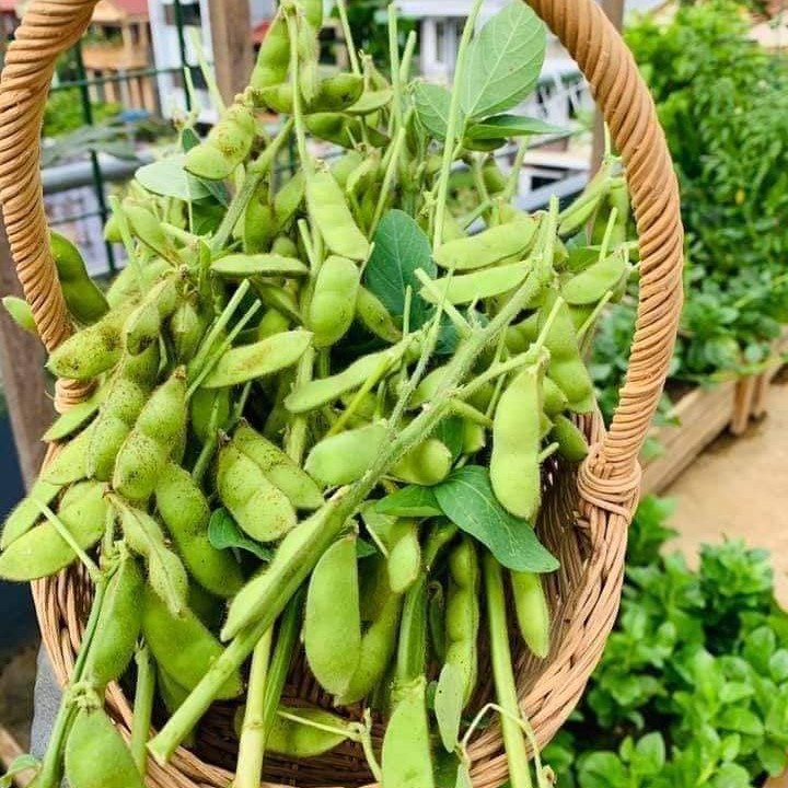 100g đỗ tương làm mầm đậu nành – đỗ tương quê hạt mẩy đẹp