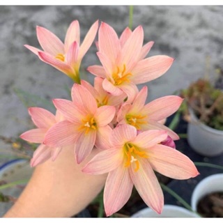 Huệ mưa củ mẹ